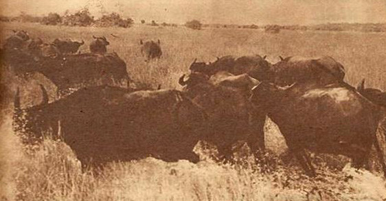 A caça ao búfalo, o rei de Marajó