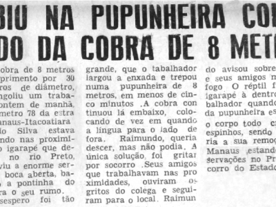 Trabalhador subiu na pupunheira